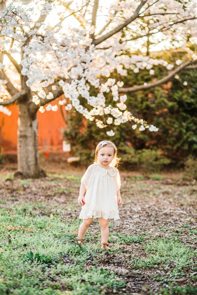 fredericksburg Virginia Cherry blossoms

