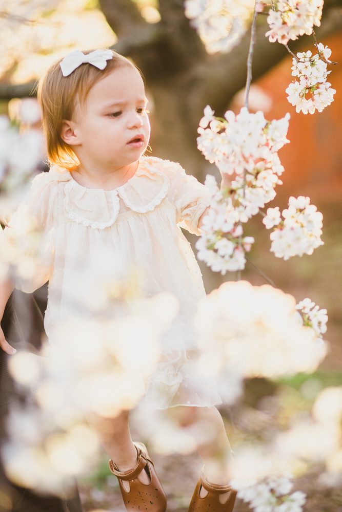 Fredericksburg virginia cherry blossom photo session
