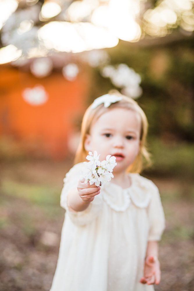 Fredericksburg virignia cherry blossom photos
