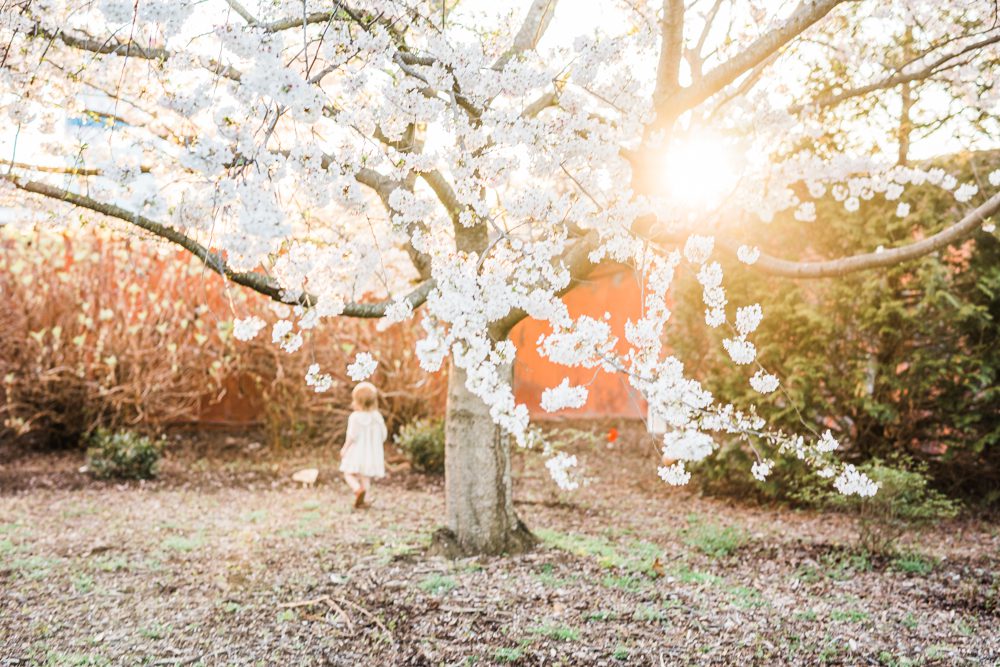fredericksburg Virginia cherry blossoms